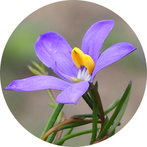 Flowers_Cheiranthera volubilis